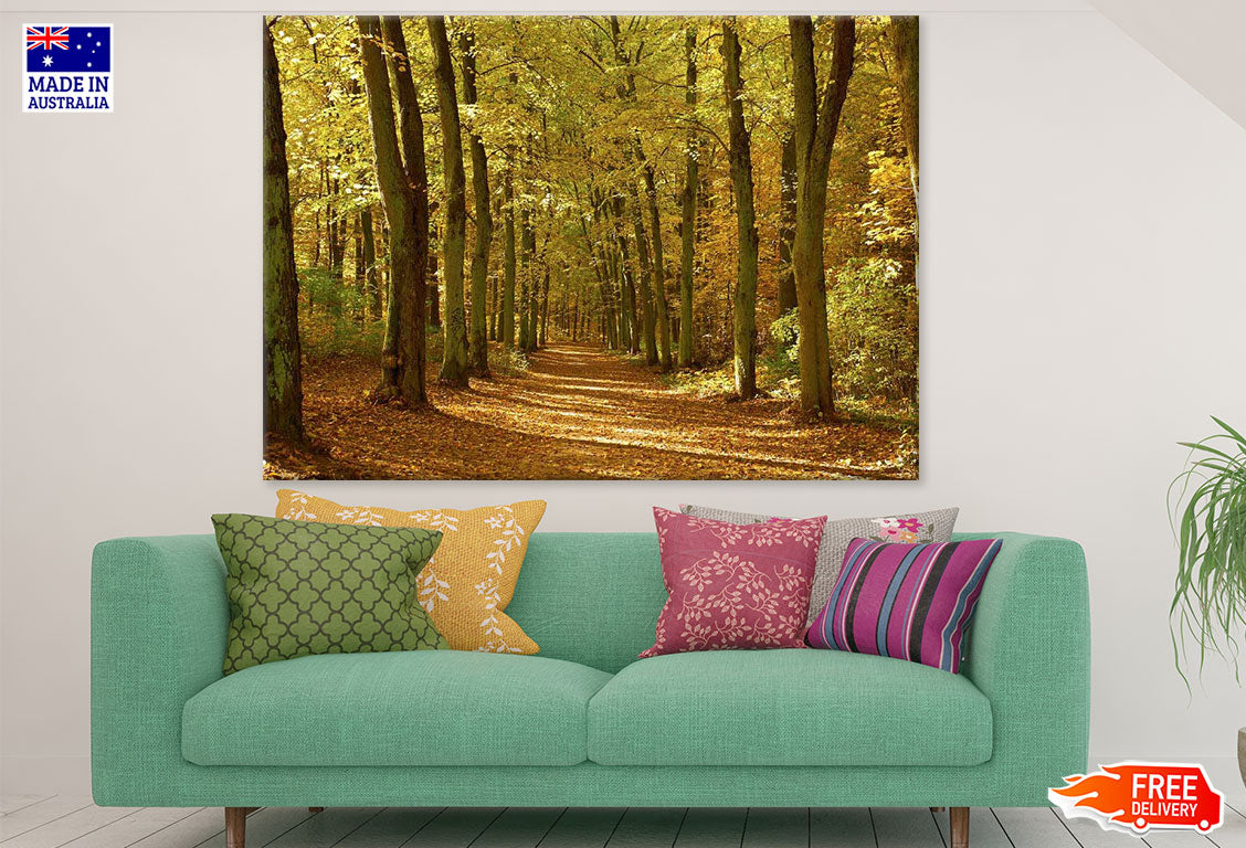 Road in Autumn Forest Photograph Print 100% Australian Made