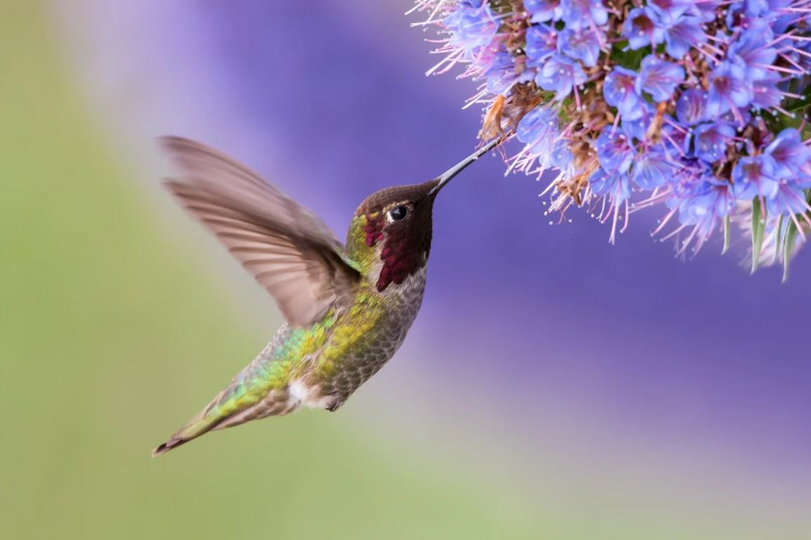 Flying Humming Bird Photograph Home Decor Premium Quality Poster Print Choose Your Sizes