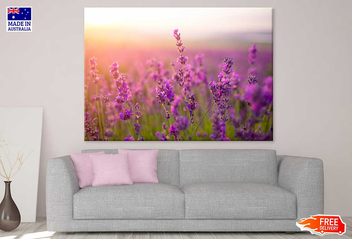 Purple Lavender Flowers Sunset Photograph Print 100% Australian Made