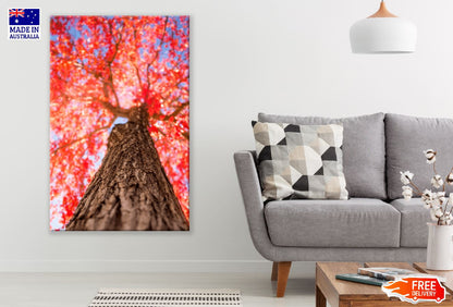 Red Maple Tree Closeup Bark Photograph Print 100% Australian Made