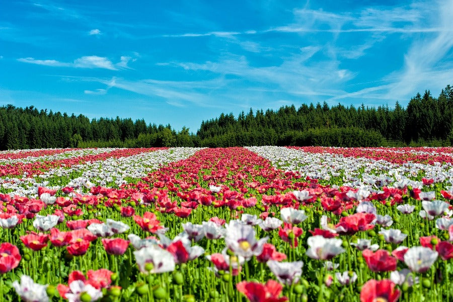 White and Red Flower Field Photograph Print 100% Australian Made