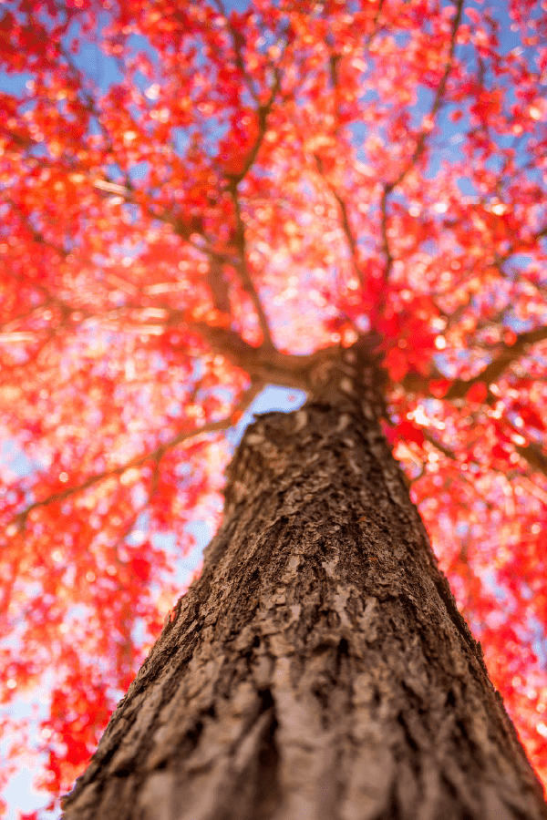 Red Maple Tree Closeup Bark Photograph Print 100% Australian Made