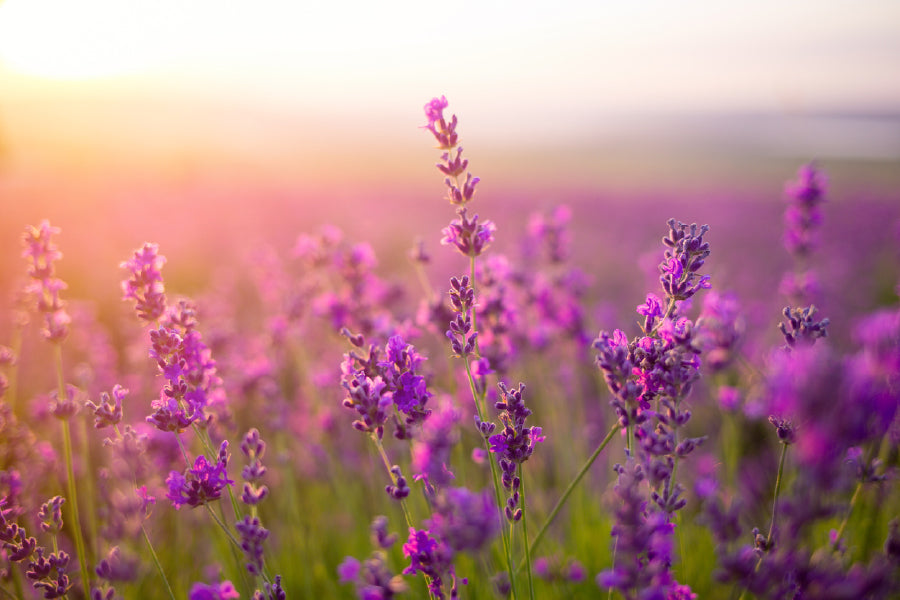 Purple Lavender Flowers Sunset Photograph Print 100% Australian Made