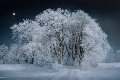 Snow Covered Trees Photograph Print 100% Australian Made