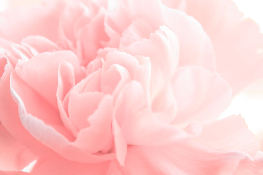 Pink Peony Flower Closeup View Photograph Print 100% Australian Made