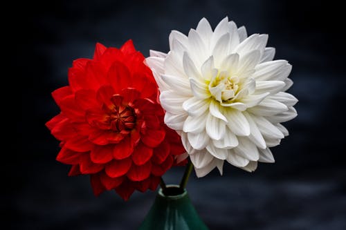 Red & White Flowers Photograph Print 100% Australian Made