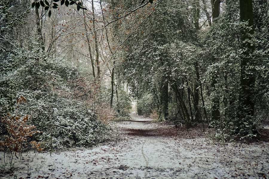 Snow Covered Forest Photograph Print 100% Australian Made