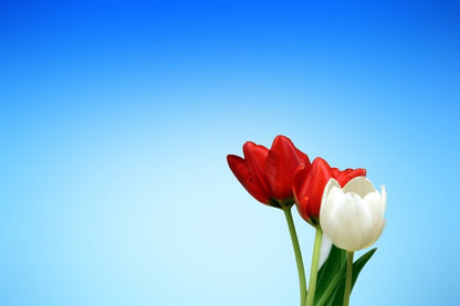 White and Red Tulip Flowers Closeup Photograph Print 100% Australian Made