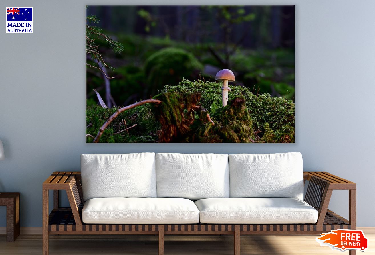 Mushroom Closeup Photograph Print 100% Australian Made