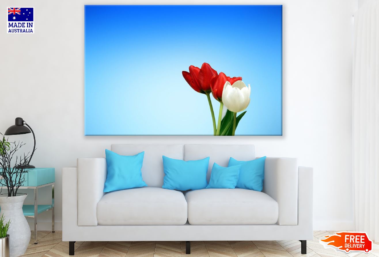 White and Red Tulip Flowers Closeup Photograph Print 100% Australian Made