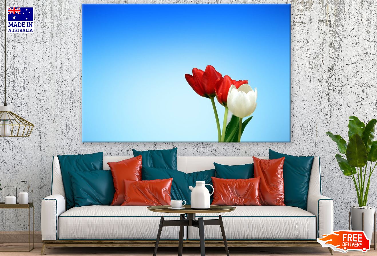 White and Red Tulip Flowers Closeup Photograph Print 100% Australian Made