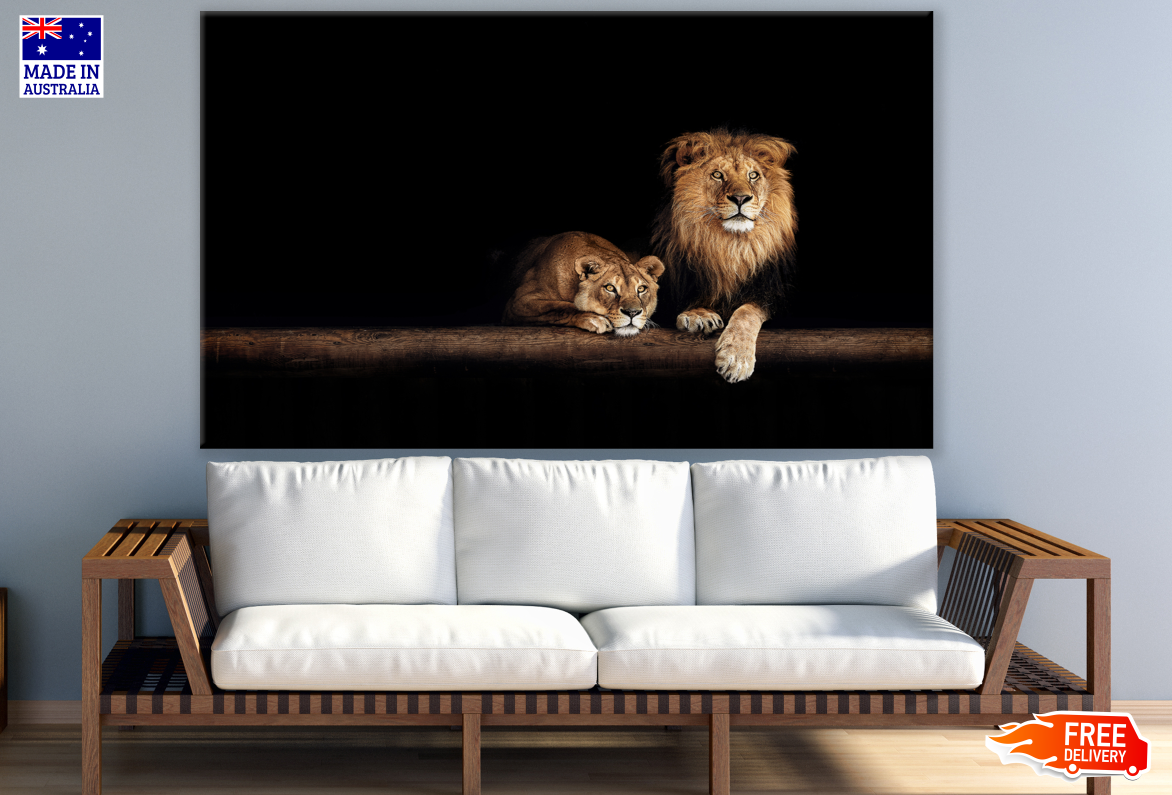 Lion Couple Laying in a Cave Photograph Print 100% Australian Made