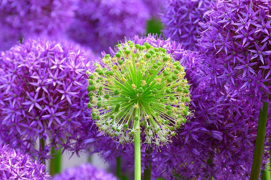 Green & Purple Allium Flowers Photograph Print 100% Australian Made