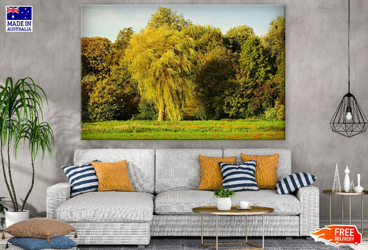 Willow Tree in a Forest Photograph Print 100% Australian Made