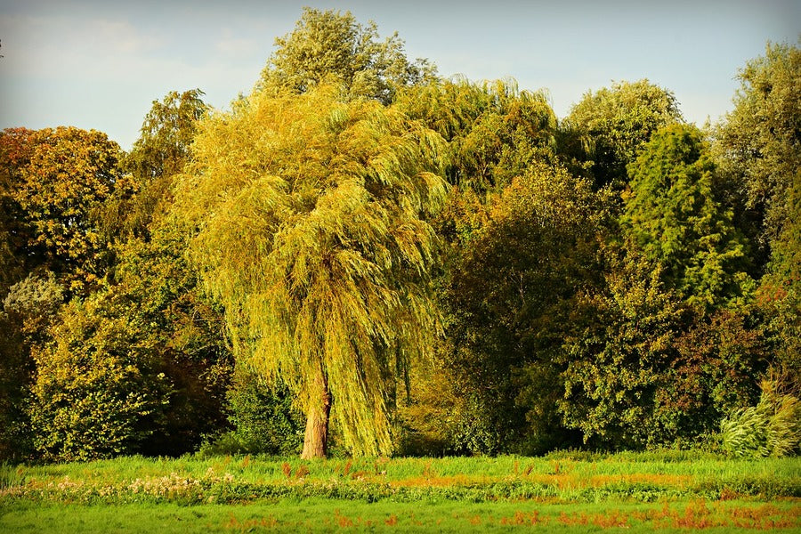 Willow Tree in a Forest Photograph Print 100% Australian Made