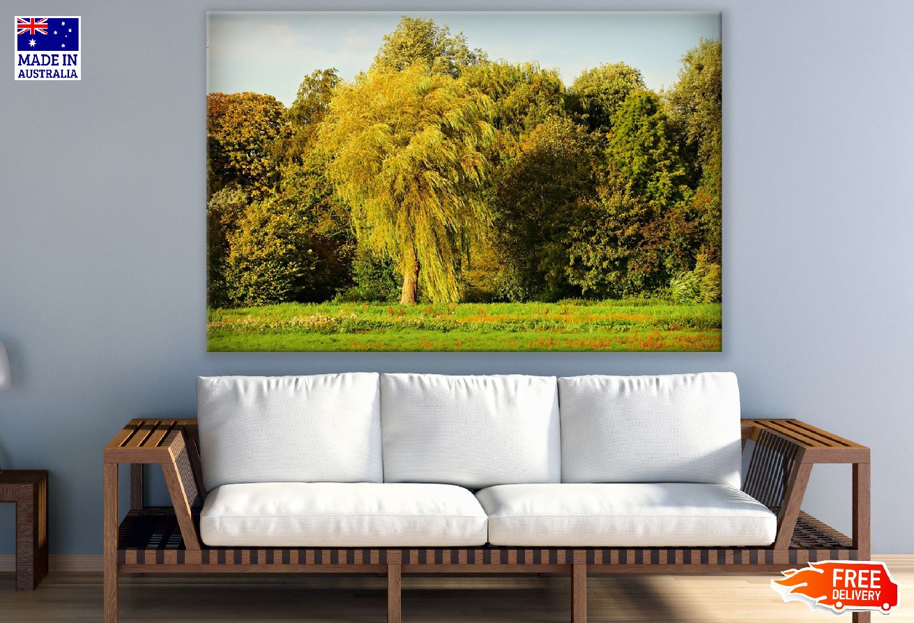 Willow Tree in a Forest Photograph Print 100% Australian Made