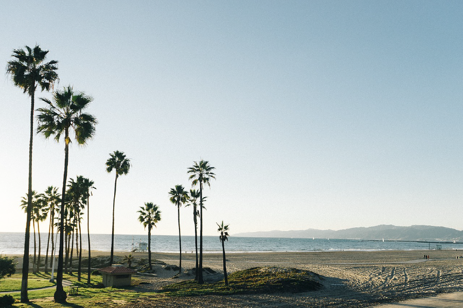 Palm Trees on Sea Shore Photograph Print 100% Australian Made