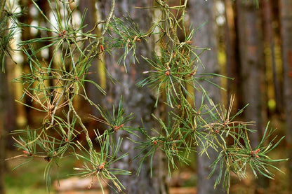 Leaves Closeup Photograph Print 100% Australian Made