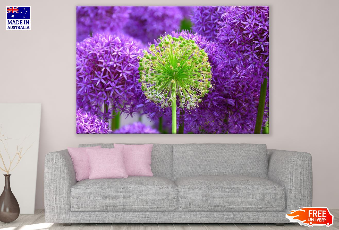 Green & Purple Allium Flowers Photograph Print 100% Australian Made