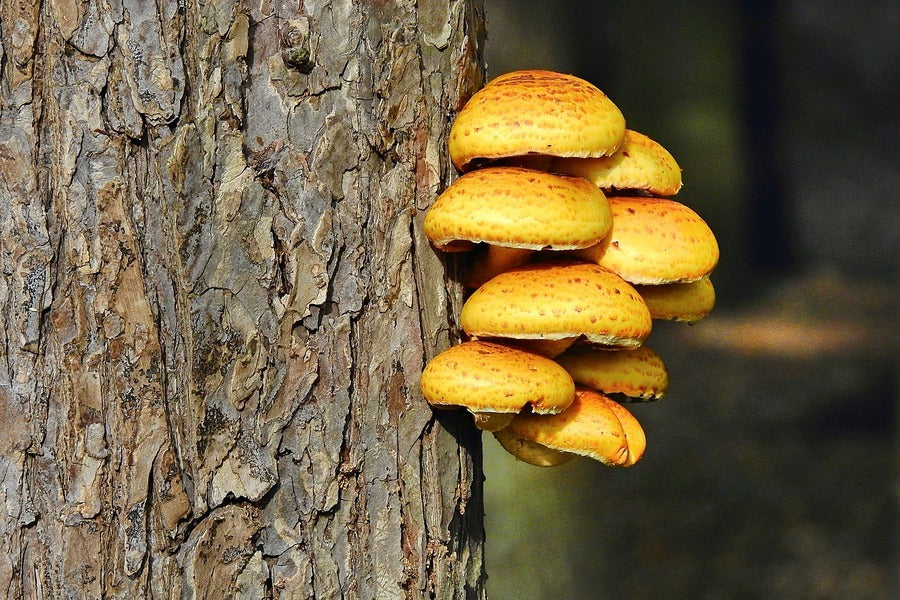 Mushrooms on Bark Tree Photograph Print 100% Australian Made