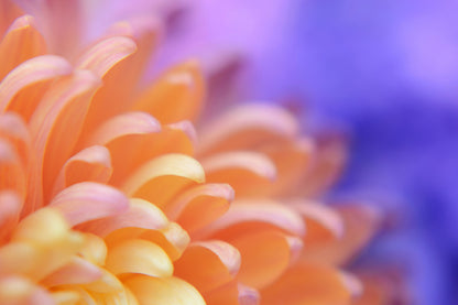 Orange Dahlia Flower Petals Macro Photograph Print 100% Australian Made