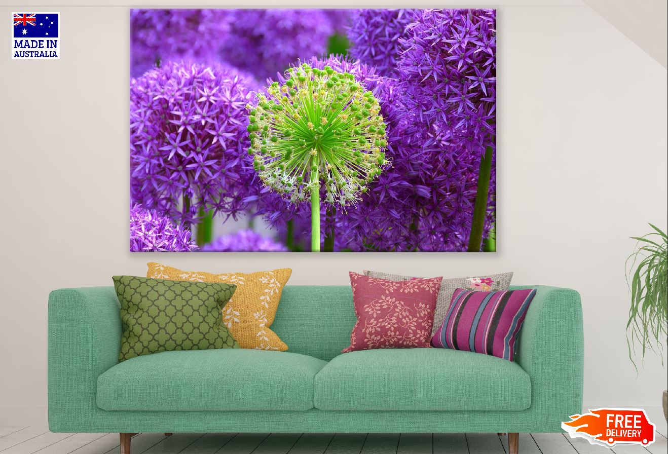 Green & Purple Allium Flowers Photograph Print 100% Australian Made