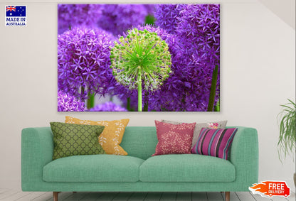 Green & Purple Allium Flowers Photograph Print 100% Australian Made