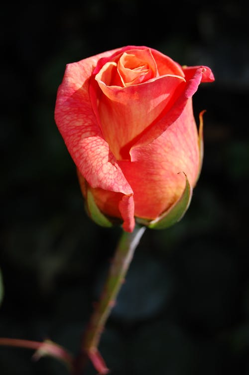 Flower Closeup Photograph Print 100% Australian Made