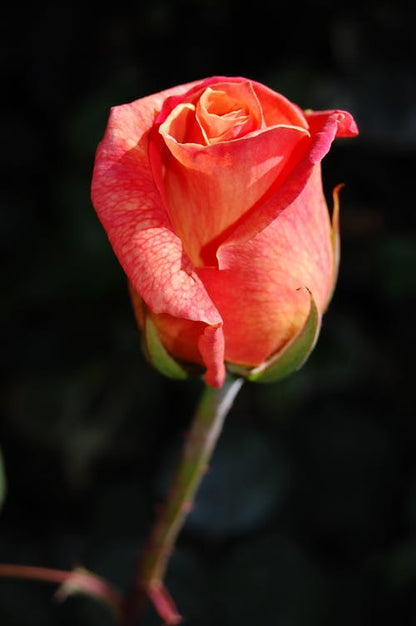 Flower Closeup Photograph Print 100% Australian Made