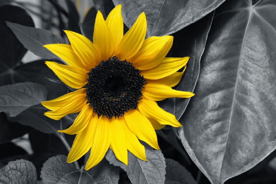 Yellow Sunflower with Leaves B&W View Photograph Home Decor Premium Quality Poster Print Choose Your Sizes