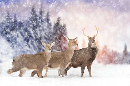 Deers in Snow Forest Photograph Home Decor Premium Quality Poster Print Choose Your Sizes