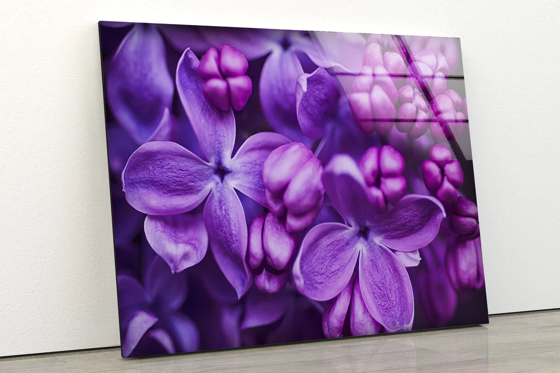 Purple Flowers Closeup Photograph Acrylic Glass Print Tempered Glass Wall Art 100% Made in Australia Ready to Hang