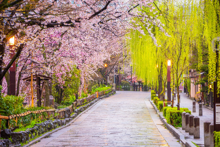 Trees on Gion Shirakawa Street Photograph Print 100% Australian Made