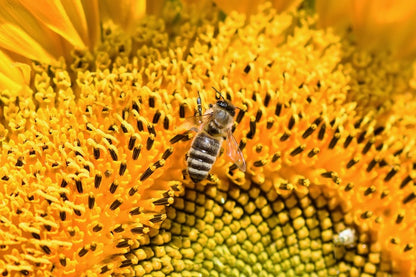 Sunflower & Bee With Macro Photograph Print 100% Australian Made