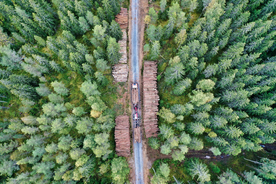 Pine Forest Aerial View Photograph Print 100% Australian Made