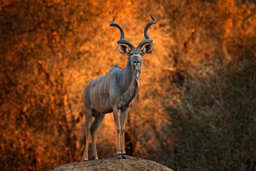 African Antelope View Photograph Print 100% Australian Made