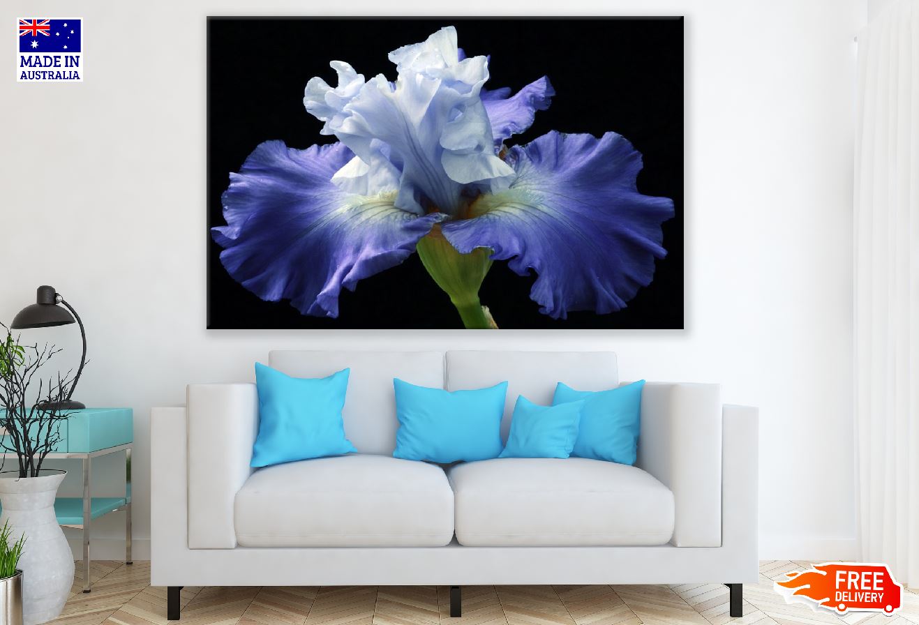 Iris Plants with Flower Photograph Print 100% Australian Made