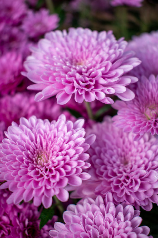 Purple Dahlia Flowers Photograph Print 100% Australian Made