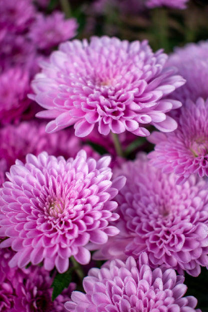 Purple Dahlia Flowers Photograph Print 100% Australian Made
