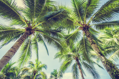 Palm Trees View From Below Photograph Print 100% Australian Made