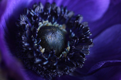 Blue Flower Macro Closeup Photograph Print 100% Australian Made