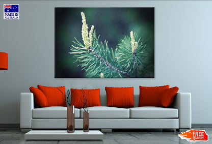 Pine Tree Branch Closeup View Photograph Print 100% Australian Made