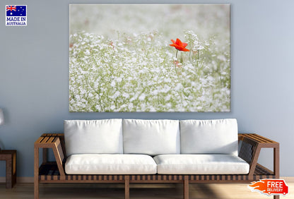 White Flowers with Red Poppy Flower Photograph Print 100% Australian Made