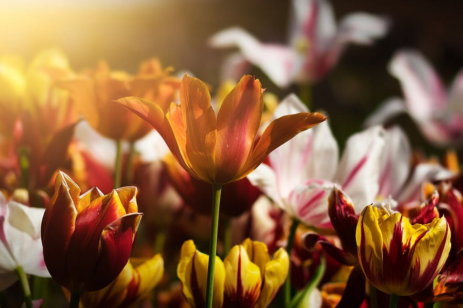 Orange Tulip Flower Closeup Sunset Photograph Print 100% Australian Made