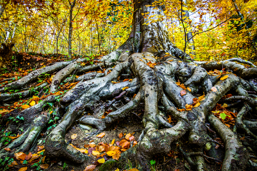 Hardwood Forest & Trees Photograph Print 100% Australian Made