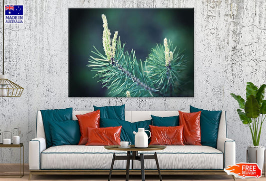 Pine Tree Branch Closeup View Photograph Print 100% Australian Made