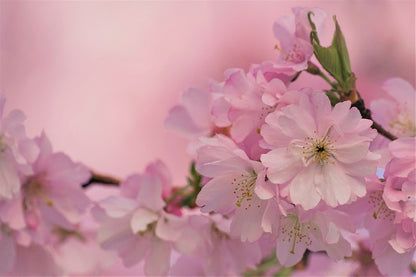 Pink Cherry Blossom Flower Closeup Photograph Print 100% Australian Made