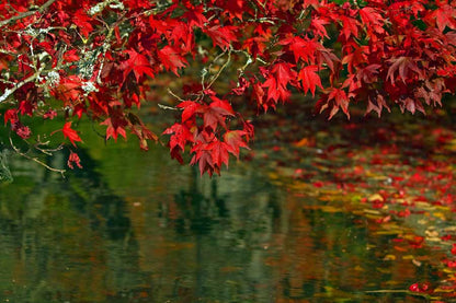 Maple Tree Leaves Over River Photograph Print 100% Australian Made