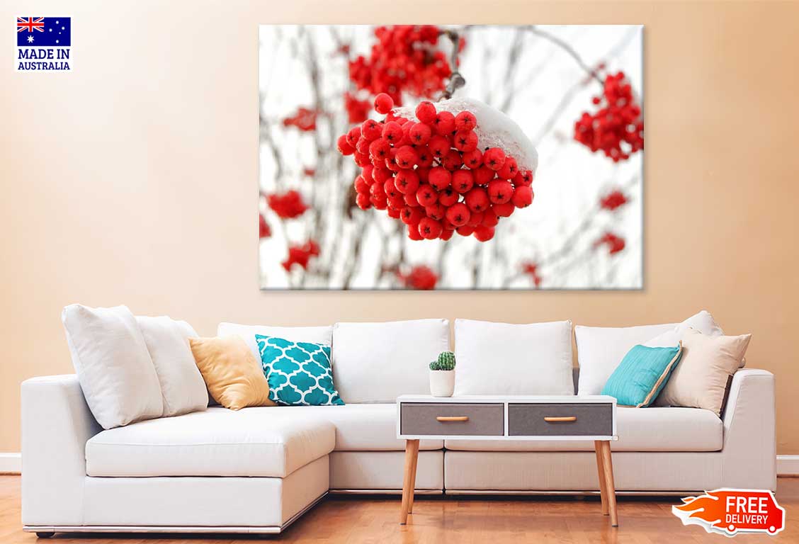 Snow on Rowan Berries Photograph Print 100% Australian Made