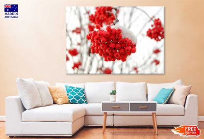 Snow on Rowan Berries Photograph Print 100% Australian Made